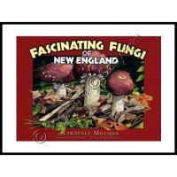 (image for) Fascinating Fungi of New England