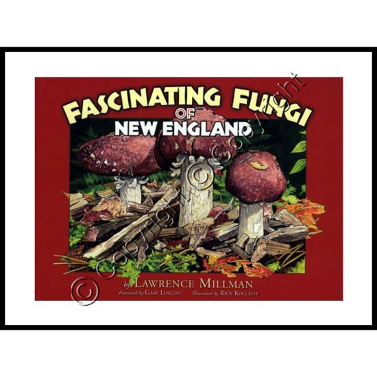 (image for) Fascinating Fungi of New England