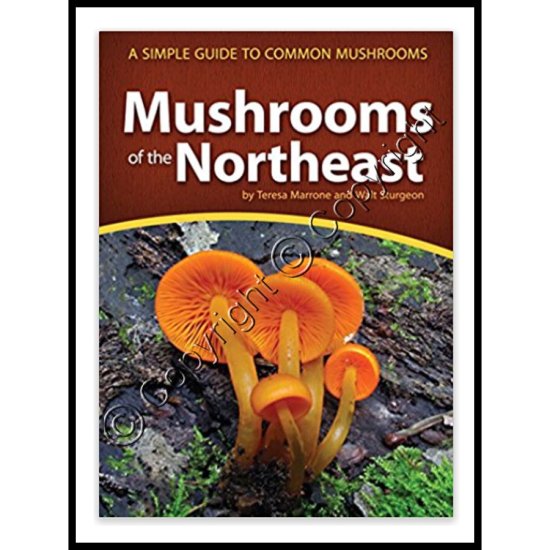 (image for) Mushrooms of the Northeast