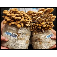 Pre-Pasteurized Mushroom Compost