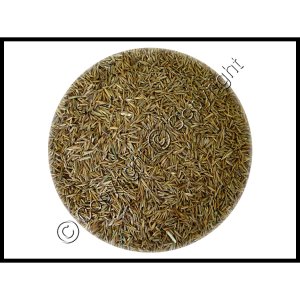 (image for) Rye Grass Seed